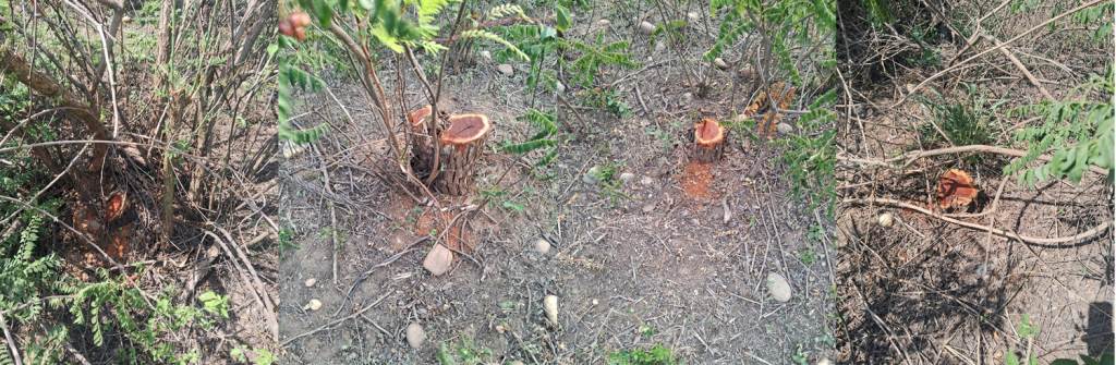 Unknown thieves cut down and stole 30 Khair trees in Bhadiyara demand for police action raised